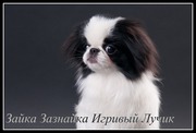 Японские хины