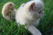 Продам  котят персидской породы Полтава