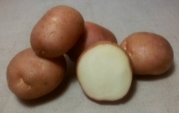 продам семенной картофель Романо