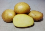 картофель ранний семенной Каррера