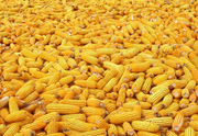 Продам оптом кукурузу Украина!
