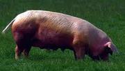 продам свиней  живым весом 120-150кг
