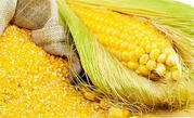 Закупаем  зерновые в Украине